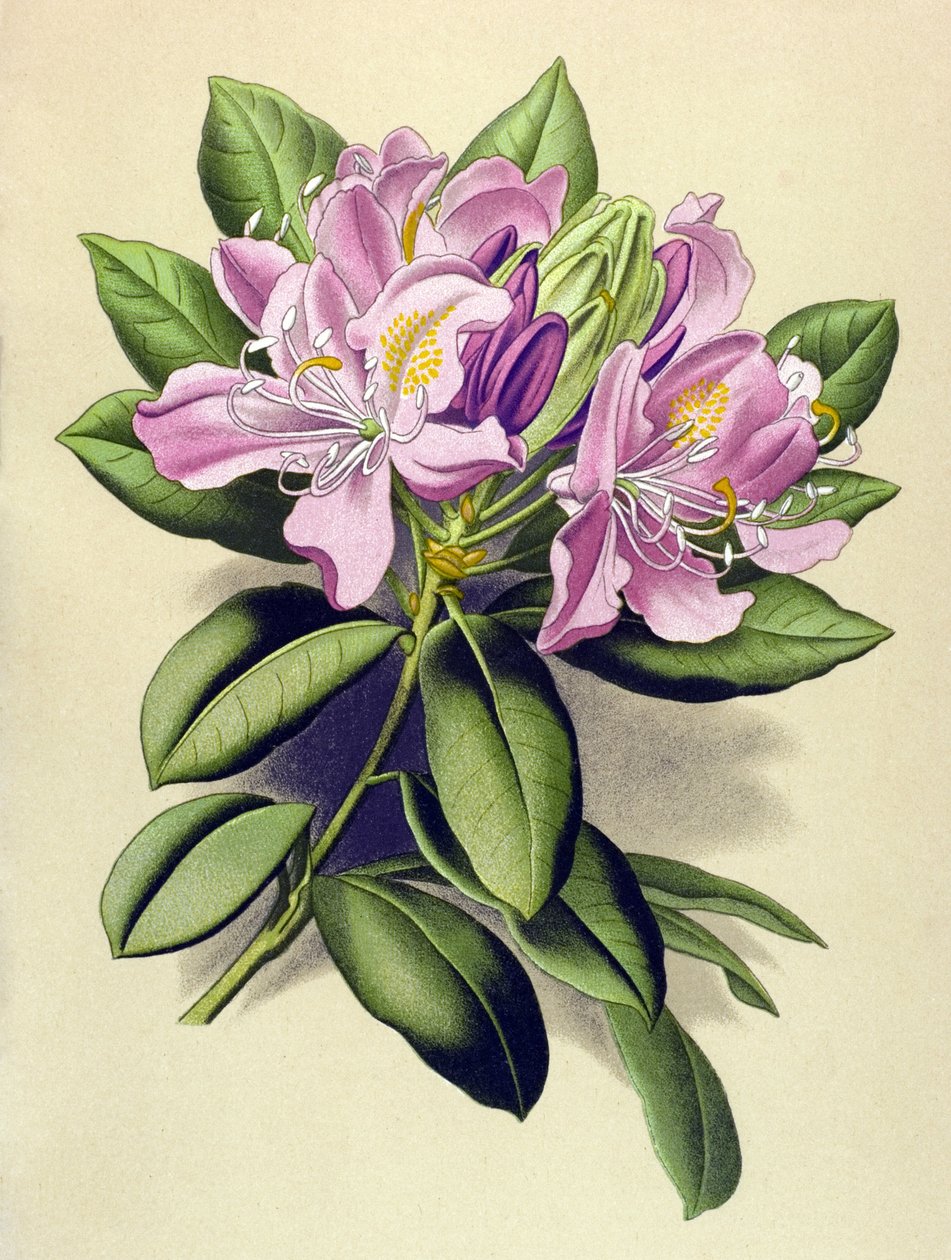 Botanik tahta, venöz bitki (toksik): Pontic Rhododendron (Rhododendron pontium) by Unbekannter Künstler
