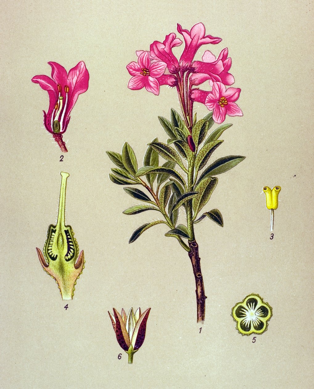 Botanik tahta, venöz bitki (zehirli): Rhododendron cilie (Rhododendron hirsutum) by Unbekannter Künstler