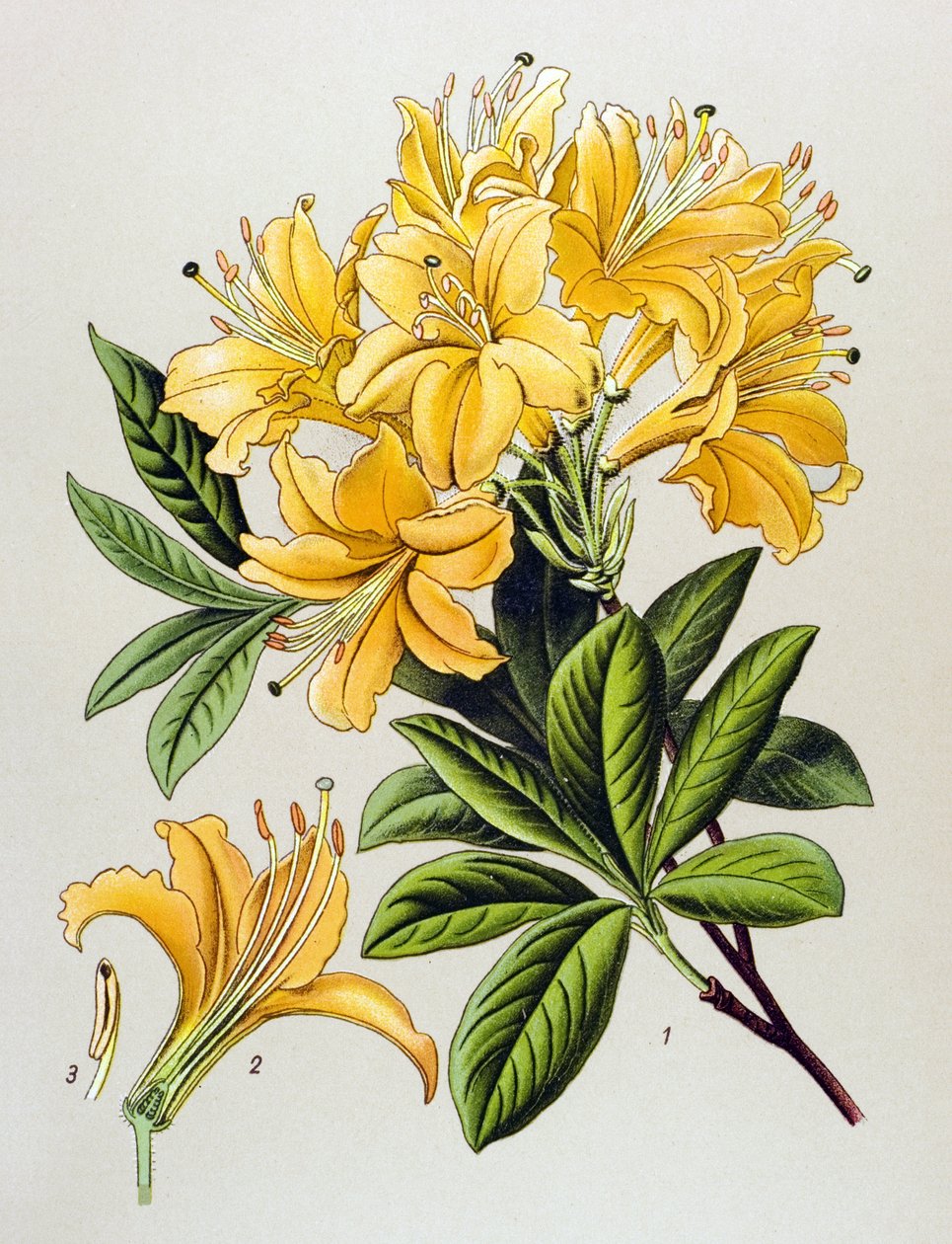 Botanik tahtası, venöz bitki (zehirli): Sarı açelya (Rhododendron luteum) by Unbekannter Künstler