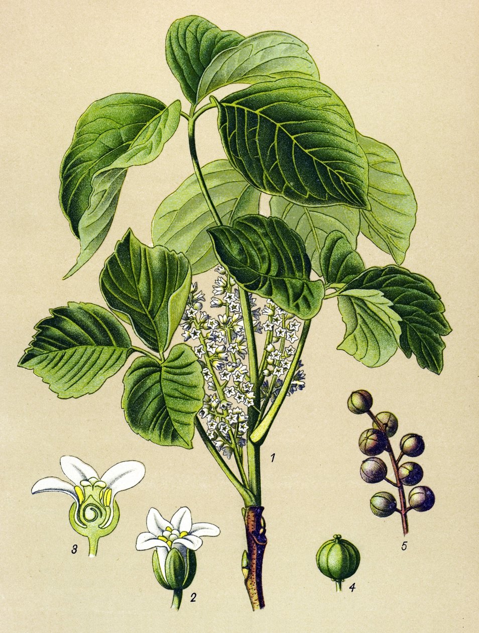 Botanik tahtası, venöz bitki (toksik): tırmanma sumak (Rhus toxicodendron) by Unbekannter Künstler