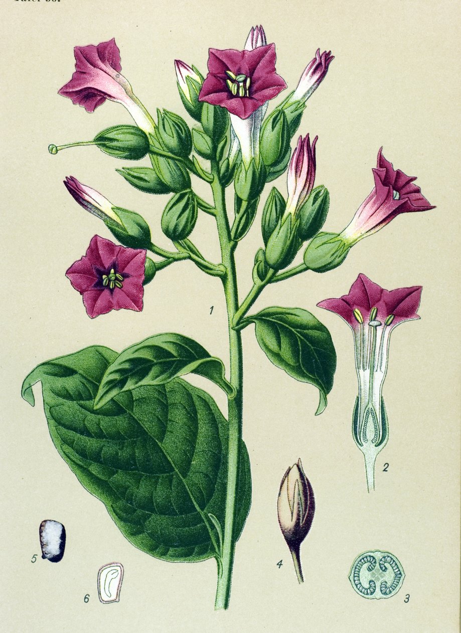 Botanik tahtası, venöz bitki (zehirli): süs tütünü (Nicotiana tabacum) by Unbekannter Künstler