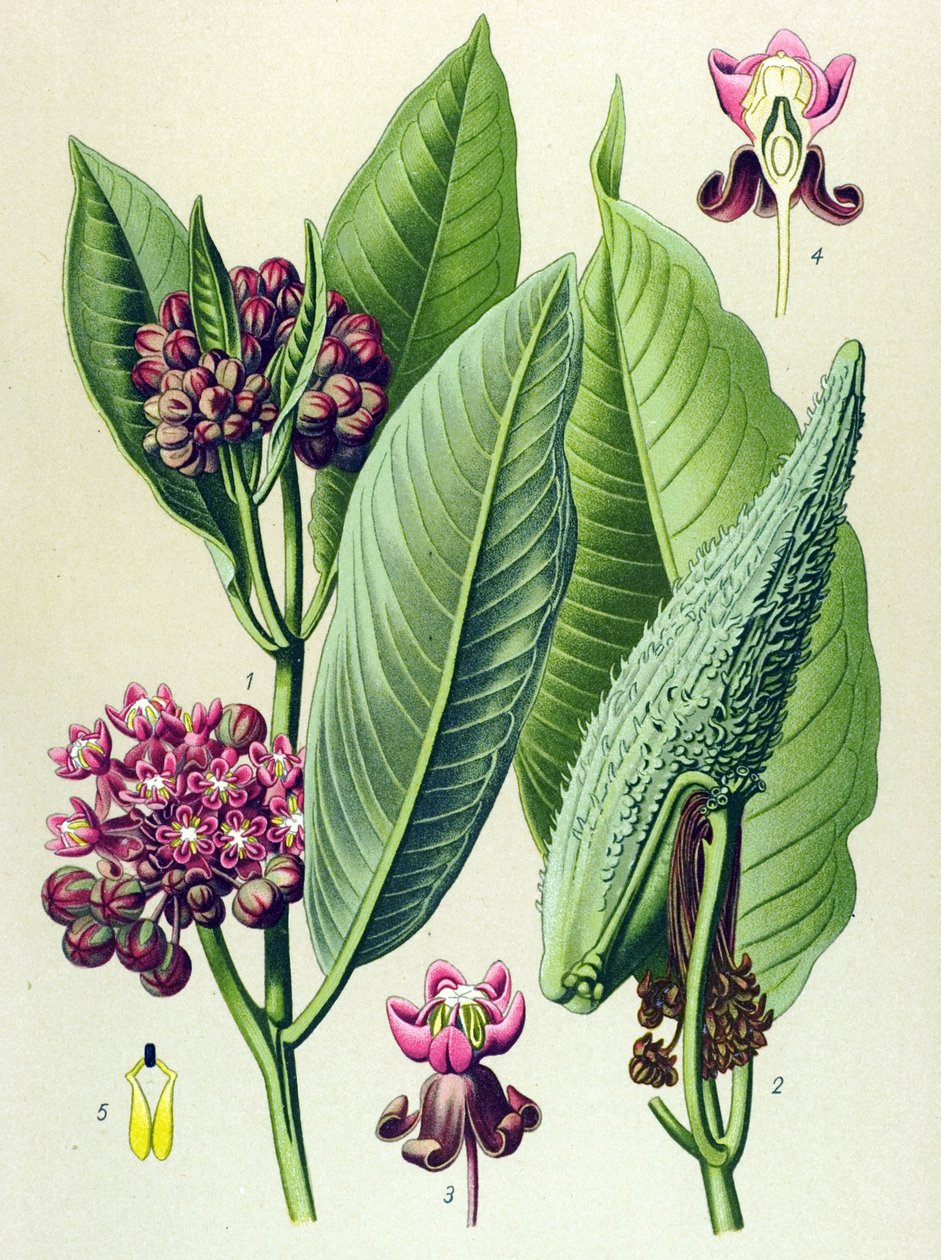Botanik kurulu, zehirli bitki (zehirli): muhabbet kuşu otu (Asclepias Cornuti) by Unbekannter Künstler