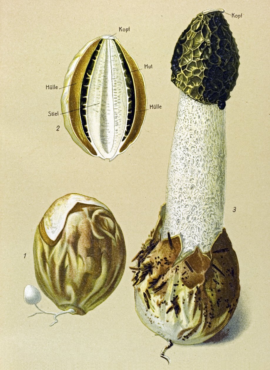 Yenilebilir mantarlı botanik tahta: Kokmuş Satyr (Phallus impudicus) by Unbekannter Künstler