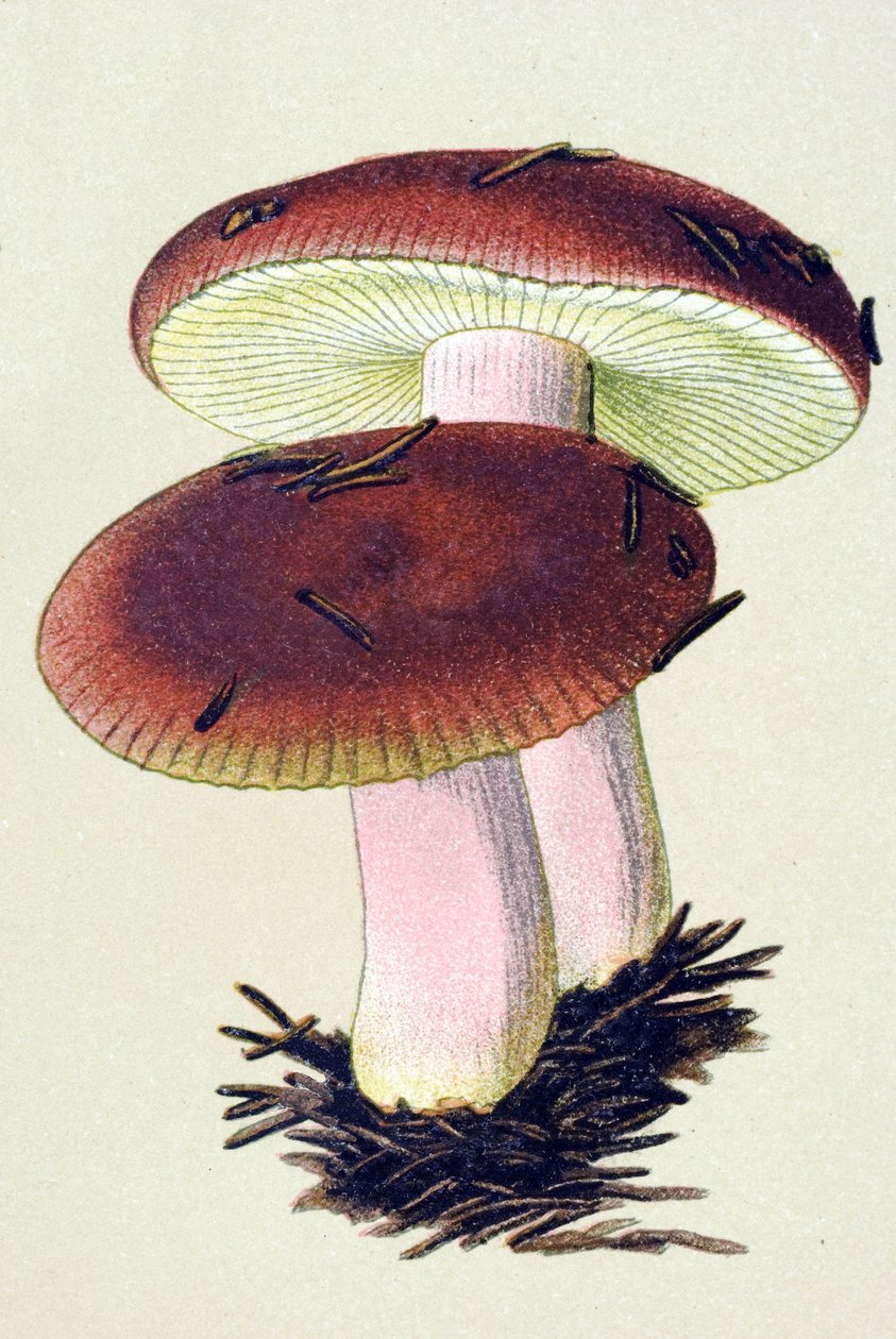 Toksik mantarlı botanik tahta (venenöz): Emetik russule (Russula emetica) by Unbekannter Künstler