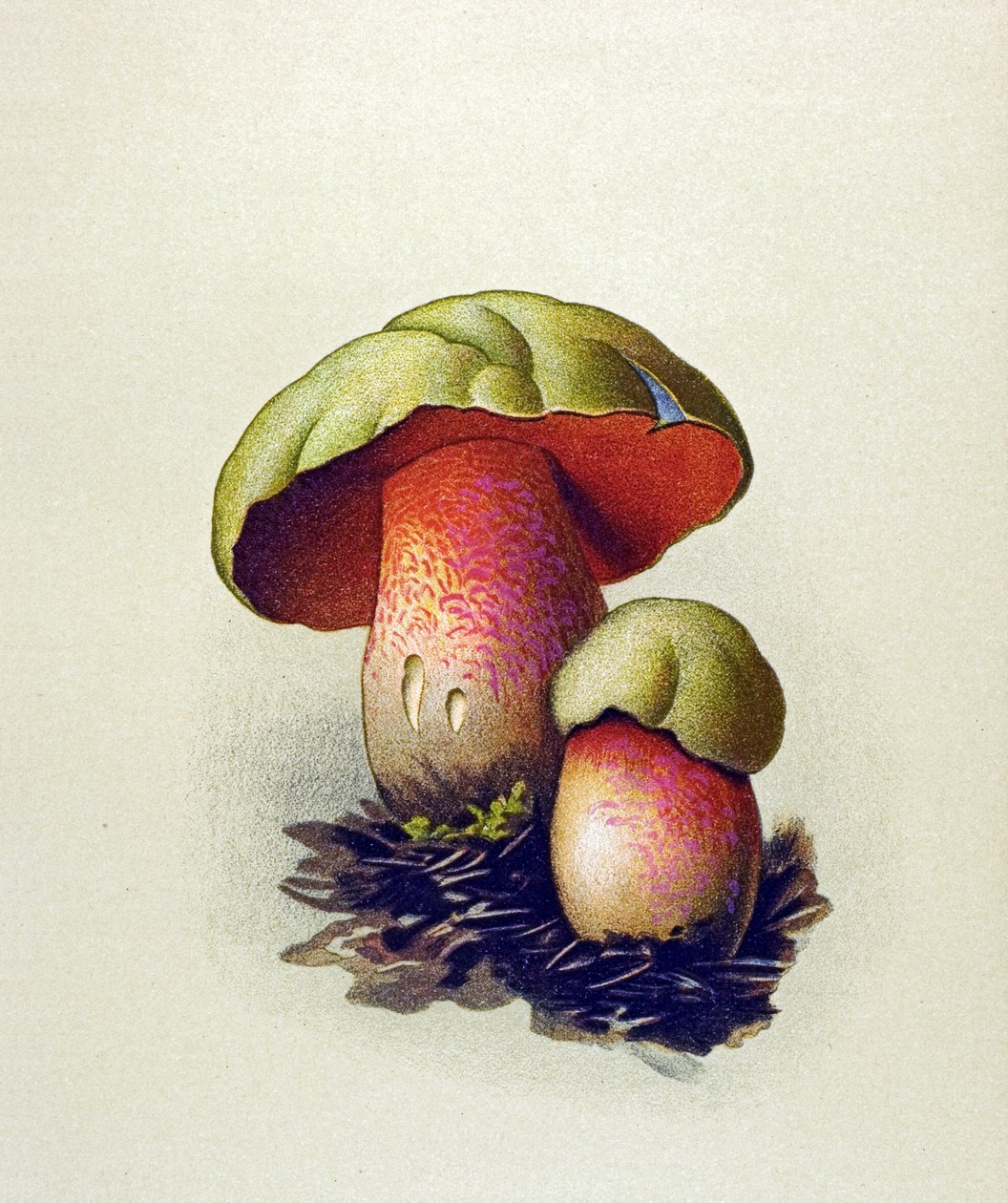 Toksik mantarlı botanik tahta (venenöz): Kurt çörek (Boletus lupinus) by Unbekannter Künstler