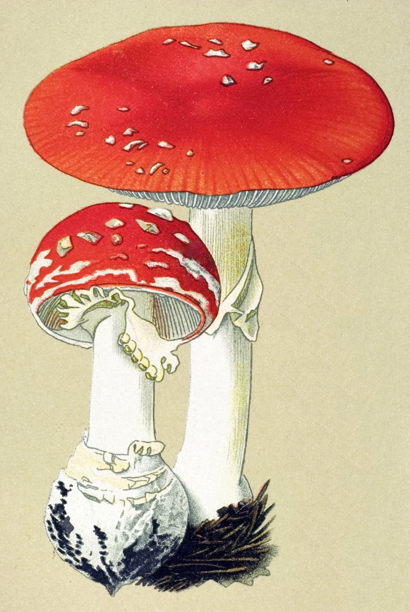 Toksik mantarlı botanik tahta (venenöz): alanit uçar (sinek öldürür) veya sahte oronge (Amanita muscaria) by Unbekannter Künstler