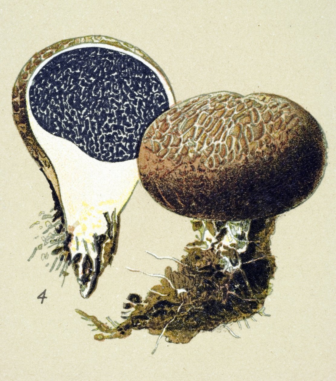 Toksik mantarlı botanik tahta (venenöz): kaba skleroderma (Scleroderma vulgare) by Unbekannter Künstler