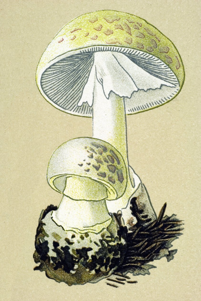 Toksik mantarlı botanik tahta (venöz): phalloid amanit (Amanita phalloides) by Unbekannter Künstler