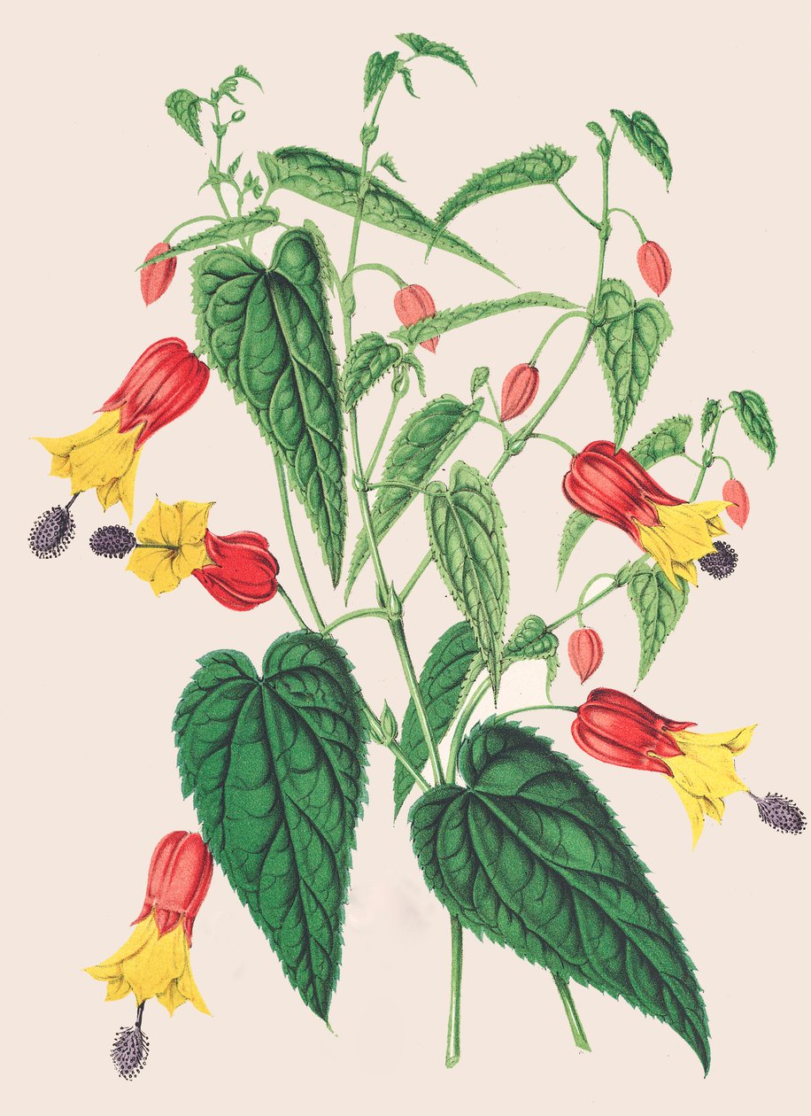 Botanik illüstrasyon/Abutilon megapotamicum/Abutilon by Unbekannter Künstler