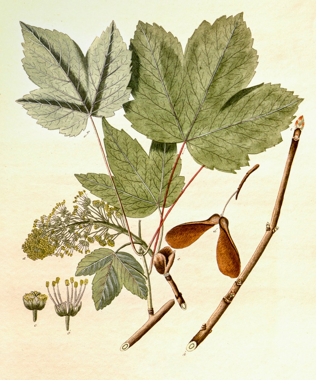 Botanik illüstrasyon/Acer pseudoplatanus/Çınar Akçaağaç by Unbekannt