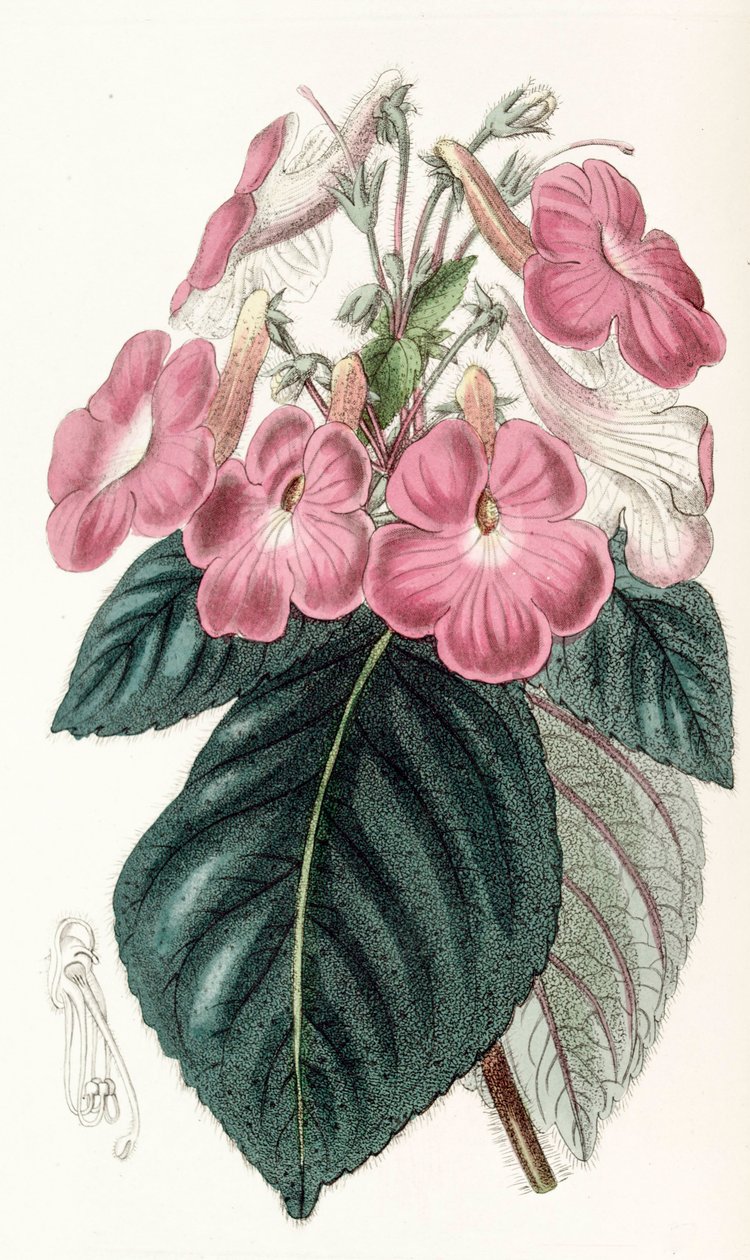Botanik illüstrasyon/Achimenes grandiflora/Achimene