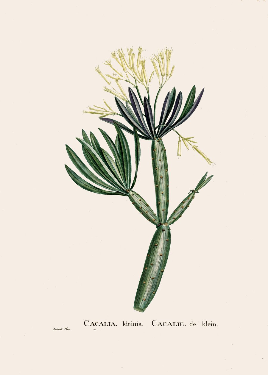 Botanik illüstrasyon/Redoubt/Senecio kleinia/Senecon by William M. Timlin
