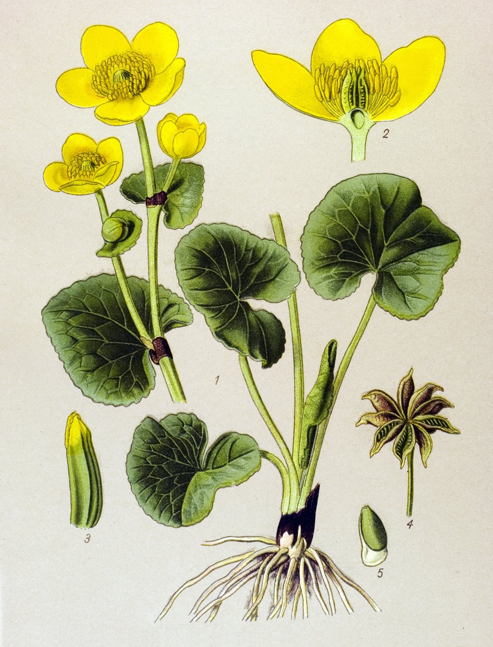 Botanik tahta. Venenöz bitki (toksik): bataklık popülasyonu (Caltha palustris) by Unbekannter Künstler