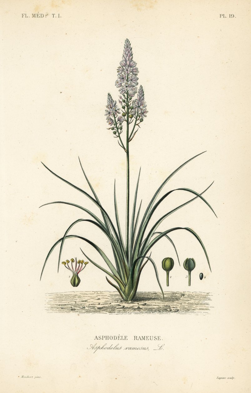 Dallı asphodel, Asphodelus ramosus, Asphodele rameuse by Unbekannt