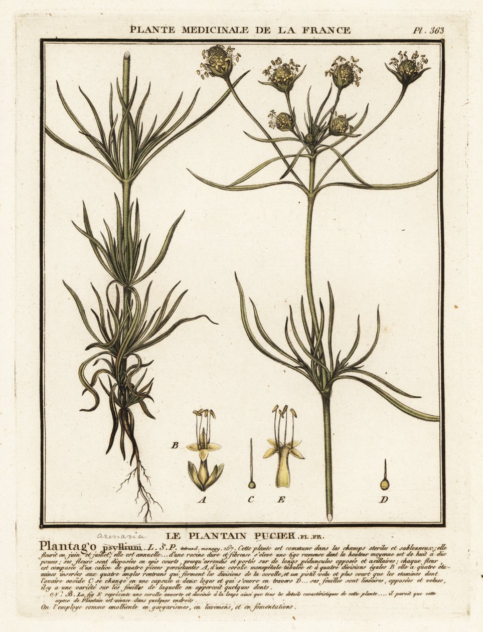 Dallı muz, Plantago indica. by Unbekannter Künstler