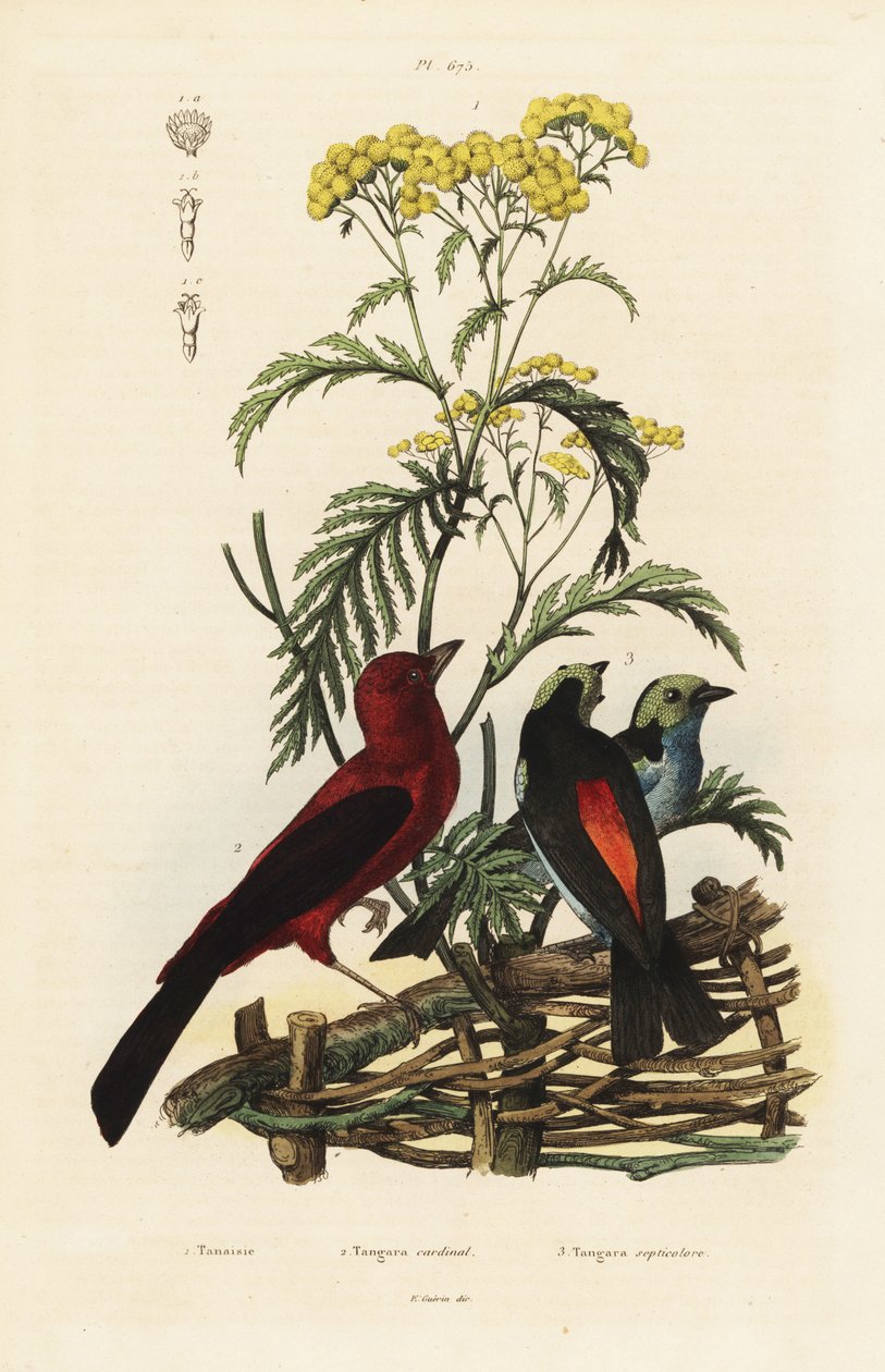 Brezilyalı tanager, Ramphocelus bresilius ve cennet tanager, Tangara chilensis by Unbekannt