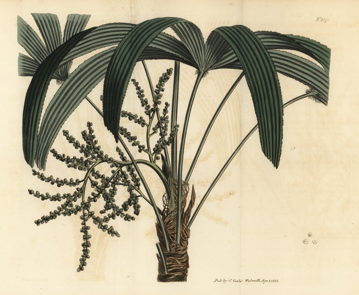 Geniş yapraklı hurma ağacı, Rhapis excelsa (Erkek cüce yer ratanı, Rhapis flabelliformis mas by Unbekannt