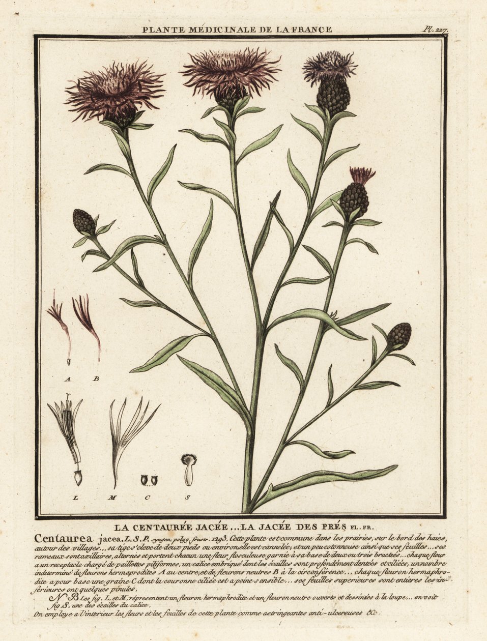 Kahverengi knapweed, Centaurea jacea. by Unbekannter Künstler