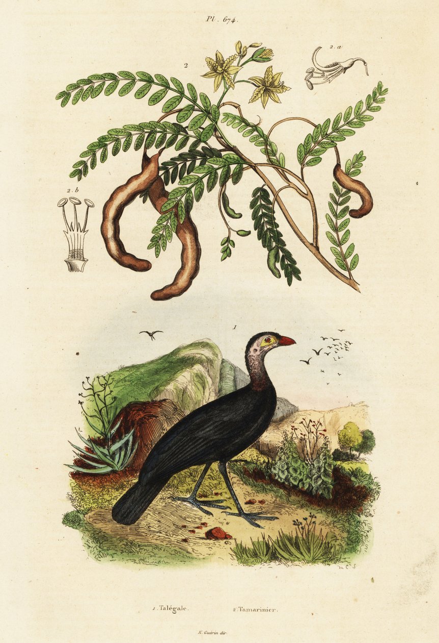 Brushturkey ve demirhindi.,1834-1839 (gravür) by Unbekannter Künstler