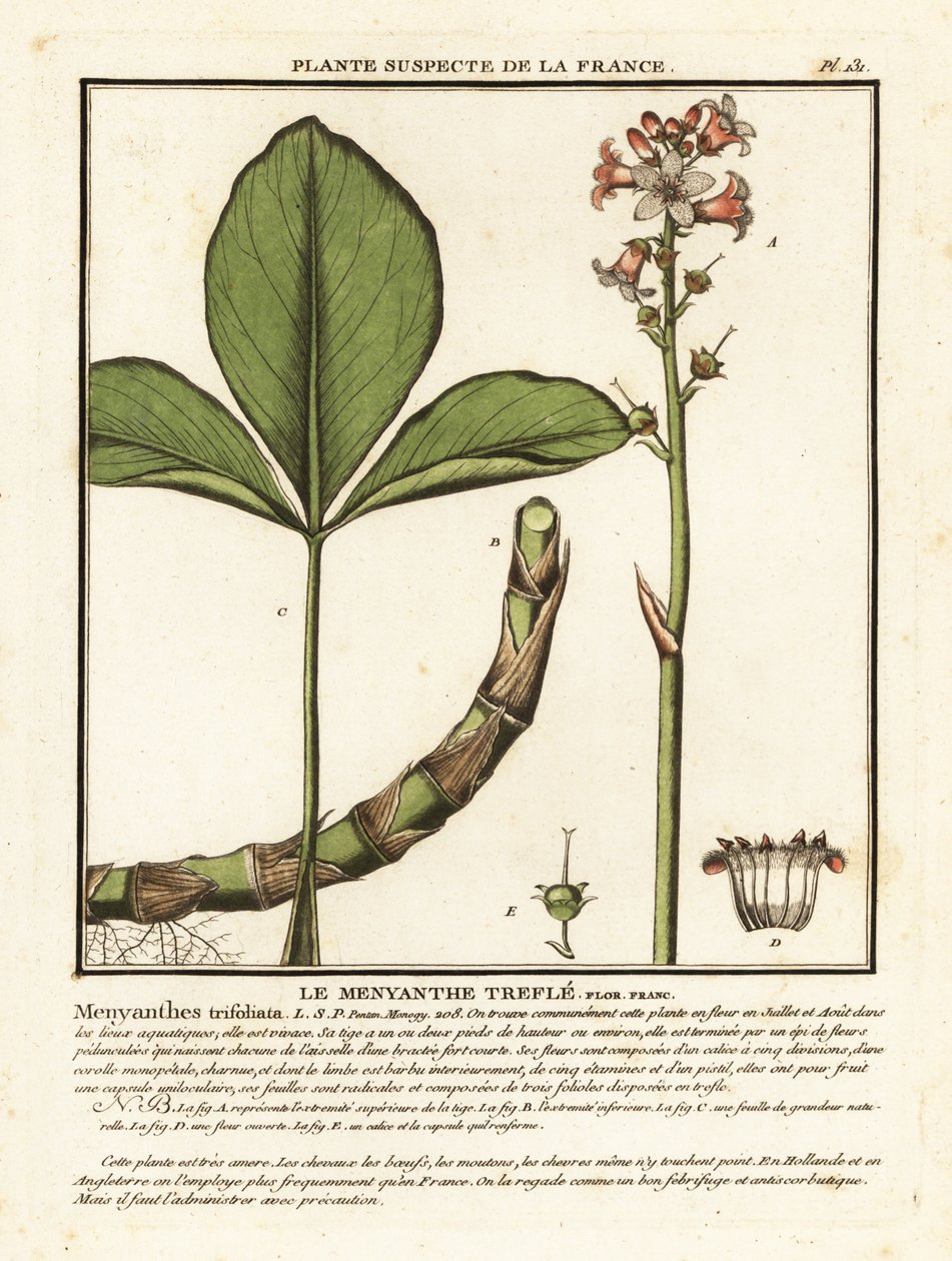 Karabuğday, Menyanthes trifoliata. by Unbekannter Künstler