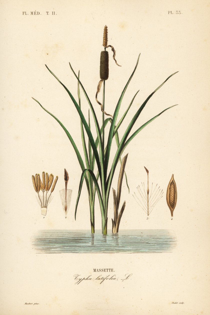 Bulrush veya geniş yapraklı uzun kuyruk, Typha latifolia, Massette by Unbekannt