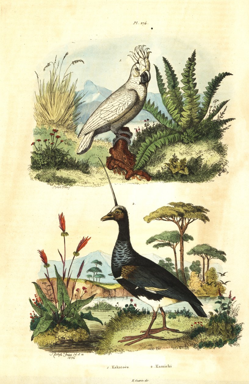 Cacatua galerita, Kükürt tepeli Kakadu ve boynuzlu çığlık atan Anhima cornuta Kakatoes et kamichi by Unbekannt