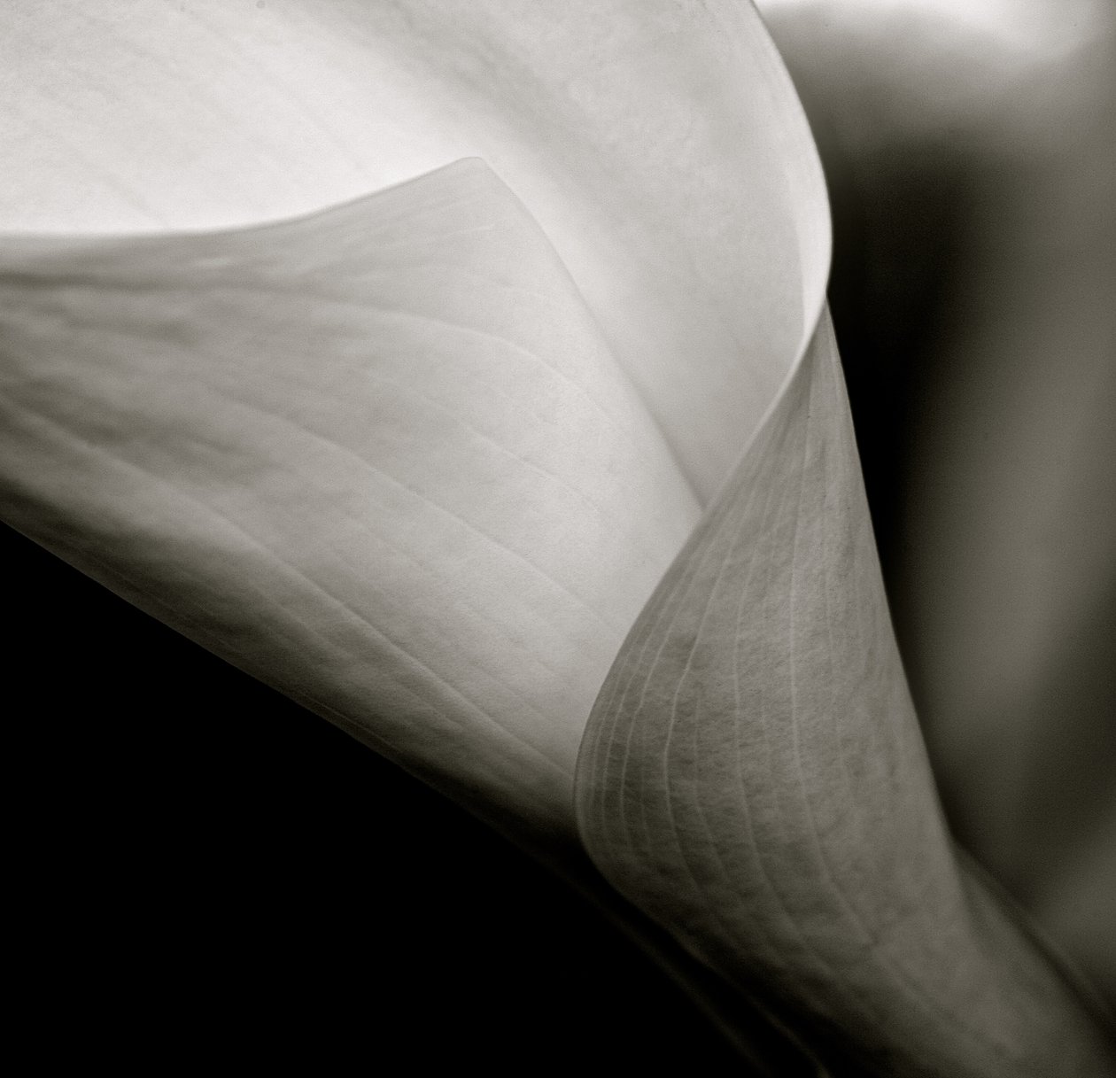 Callalily, 2015 (s/b fotoğraf) by William M. Timlin