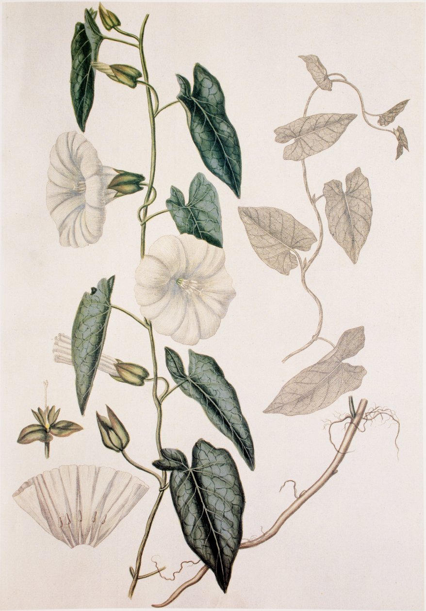 Calystegia sepium/Convolvulus sepium/Çit Yatak by Unbekannt