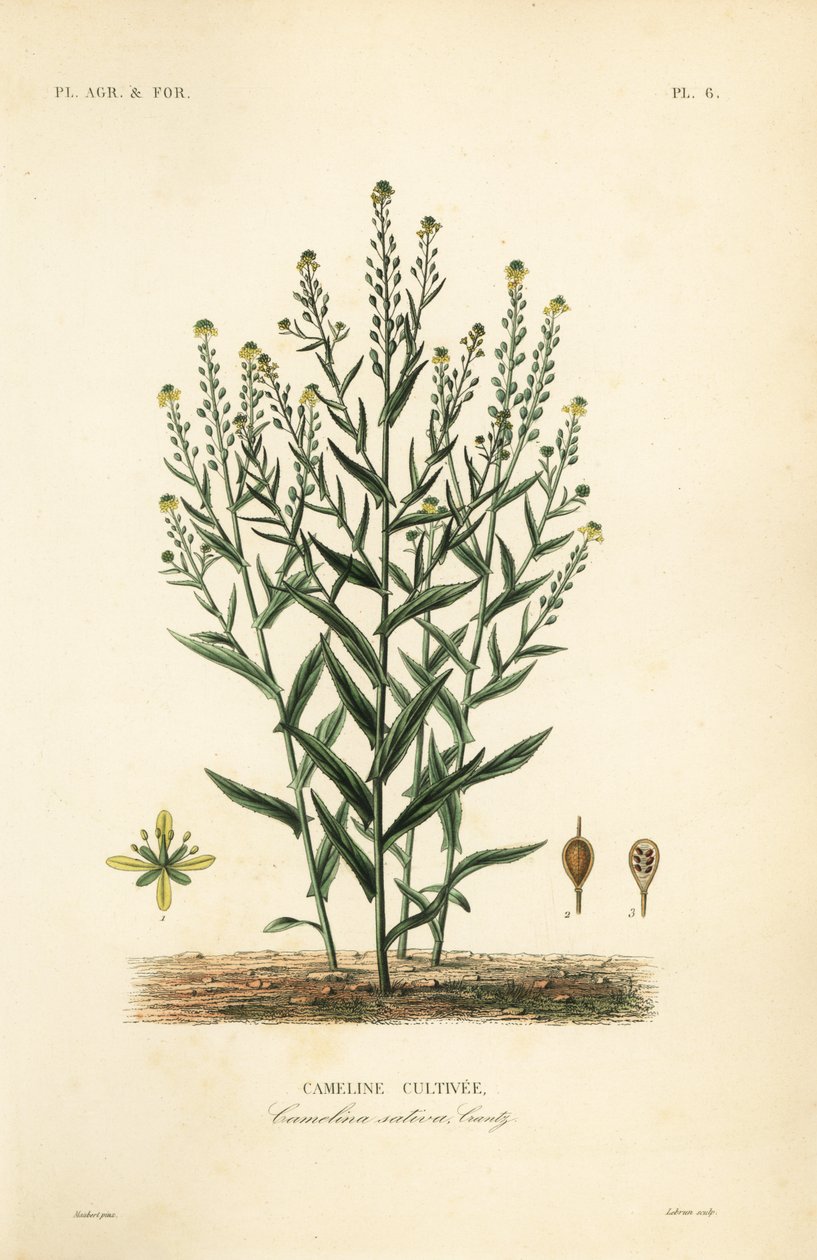 Camelina veya yalancı keten, Camelina sativa, Cameline cultivee by Unbekannt