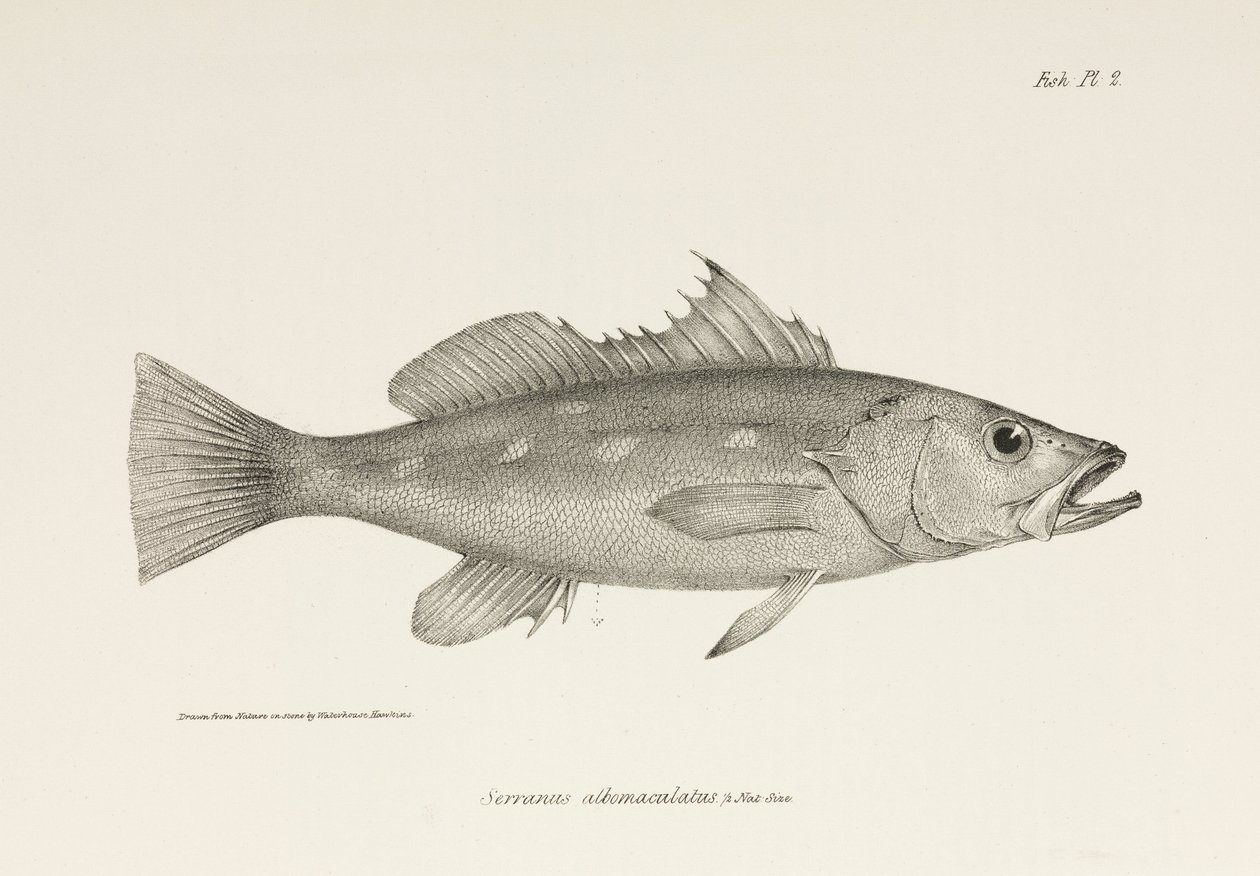 Camotillo, Pasifik Okyanusu, c 1832-1836 by Unbekannter Künstler