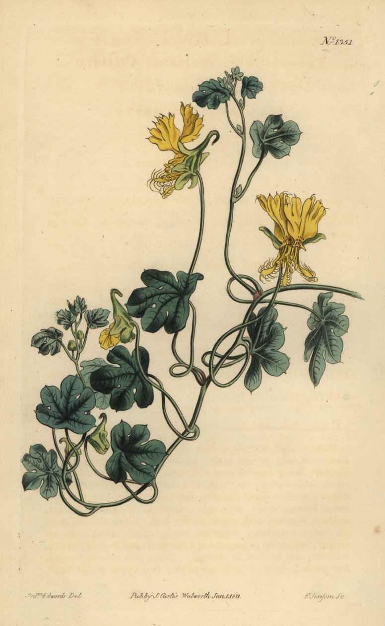 Kanarya sarmaşığı, Hint tere veya kirpikli tropaeolum, Tropaeolum peregrinum by Unbekannt