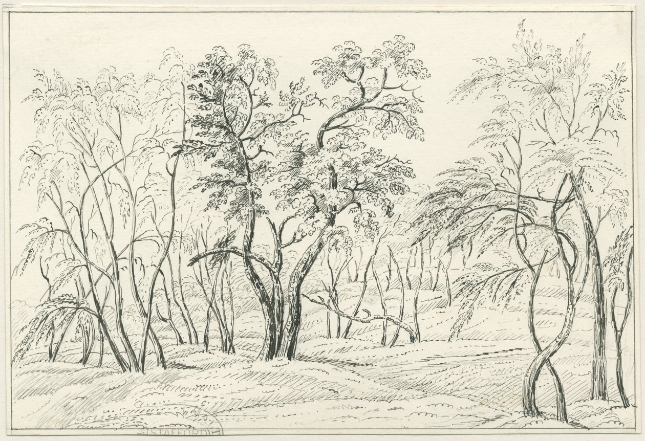 Cannock Chase: kalem ve karakalem, nd [?19th Century] by Unbekannt