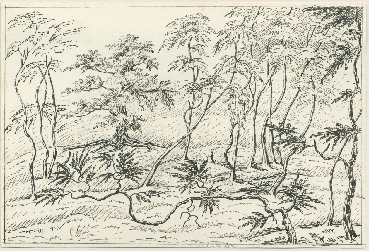 Cannock Chase: kalem ve karakalem, nd [?19th Century] by Unbekannt