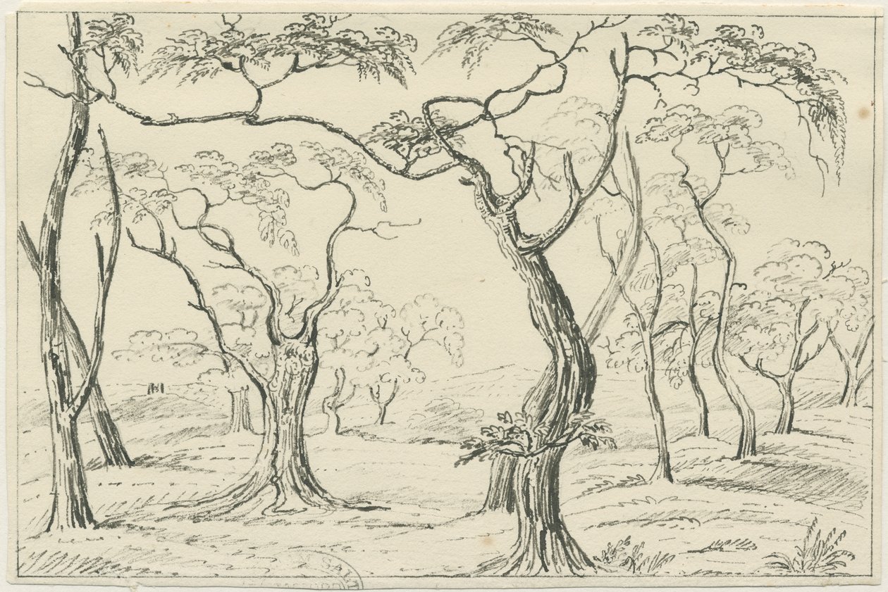 Cannock Chase: kalem ve karakalem, nd [?19th Century] by Unbekannt