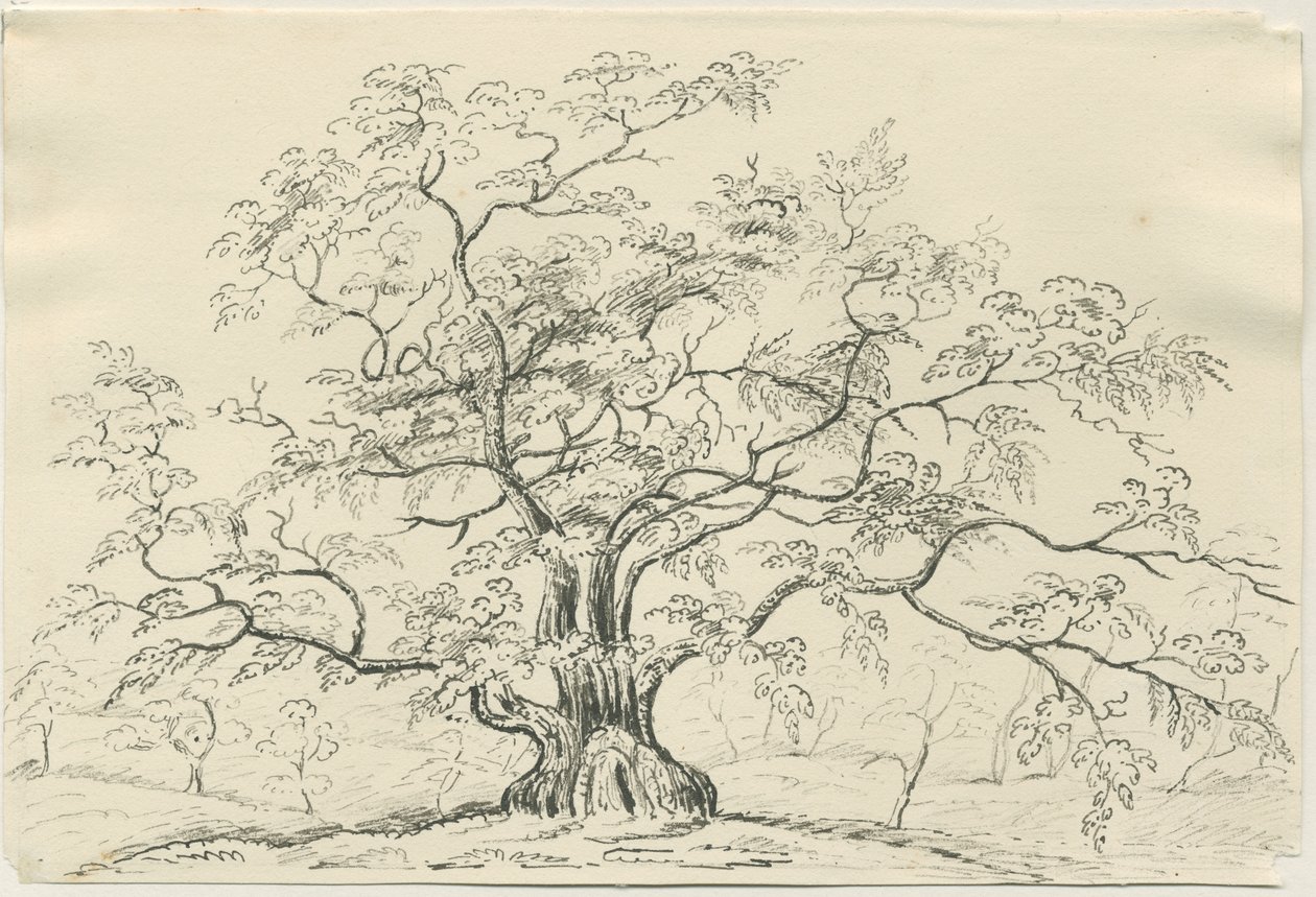 Cannock Chase: kalem ve karakalem, nd [?19th Century] by Unbekannt