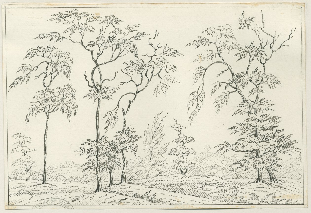 Cannock Chase: kalem ve karakalem, nd [?19th Century] by Unbekannt