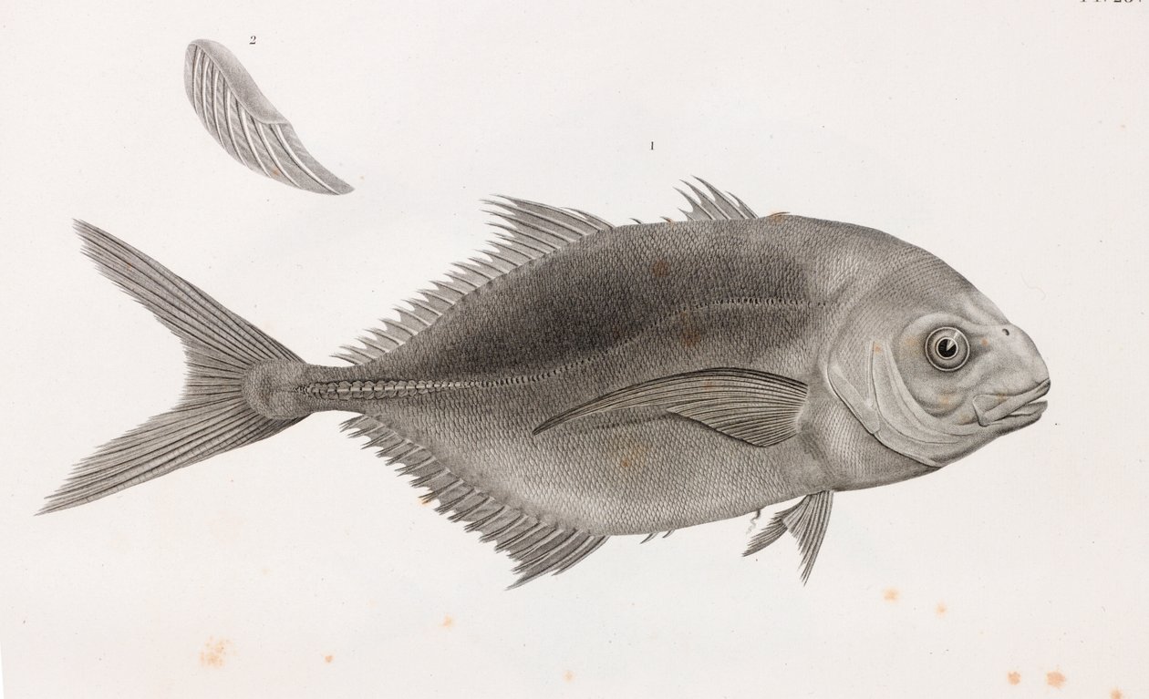 Caranx Sauteur, yakın çekim by Unbekannt
