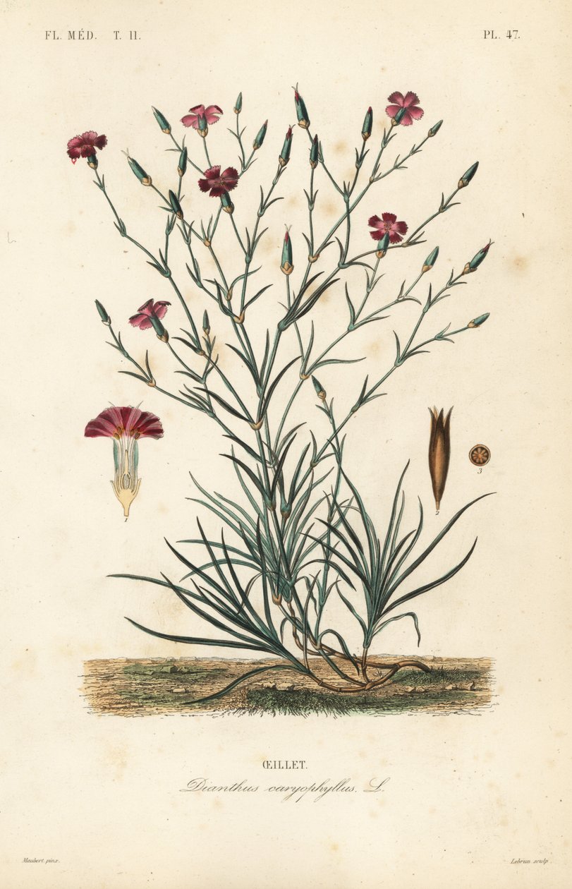 Karanfil veya karanfil pembesi, Dianthus caryophyllus, Oeillet by Unbekannt