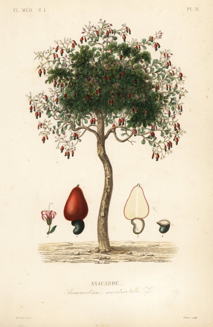 Kaju ağacı veya kaju ağacı, Anacardium occidentale, Anacarde by Unbekannt