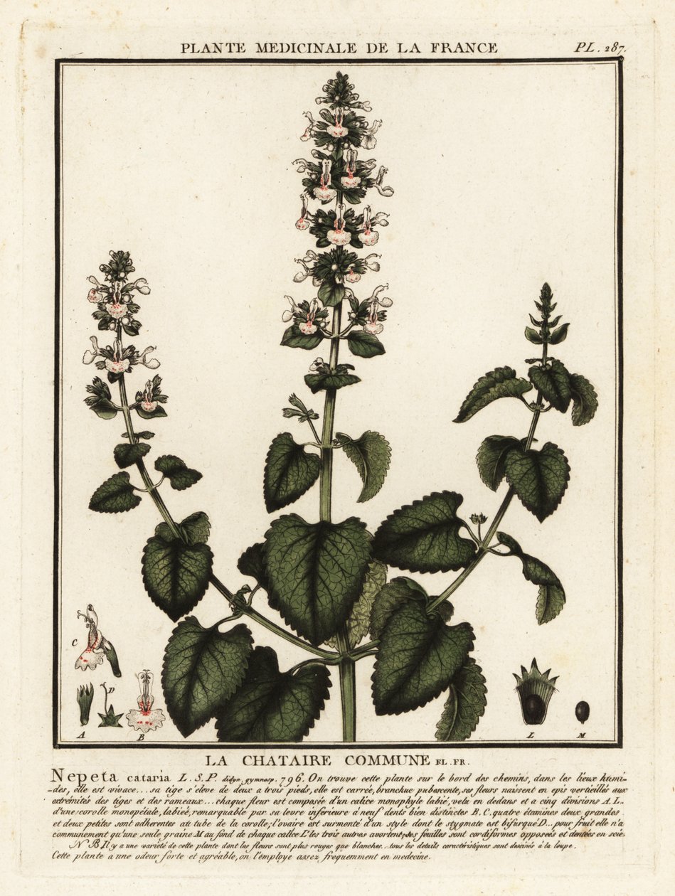Kedi nanesi, Nepeta cataria. by Unbekannter Künstler