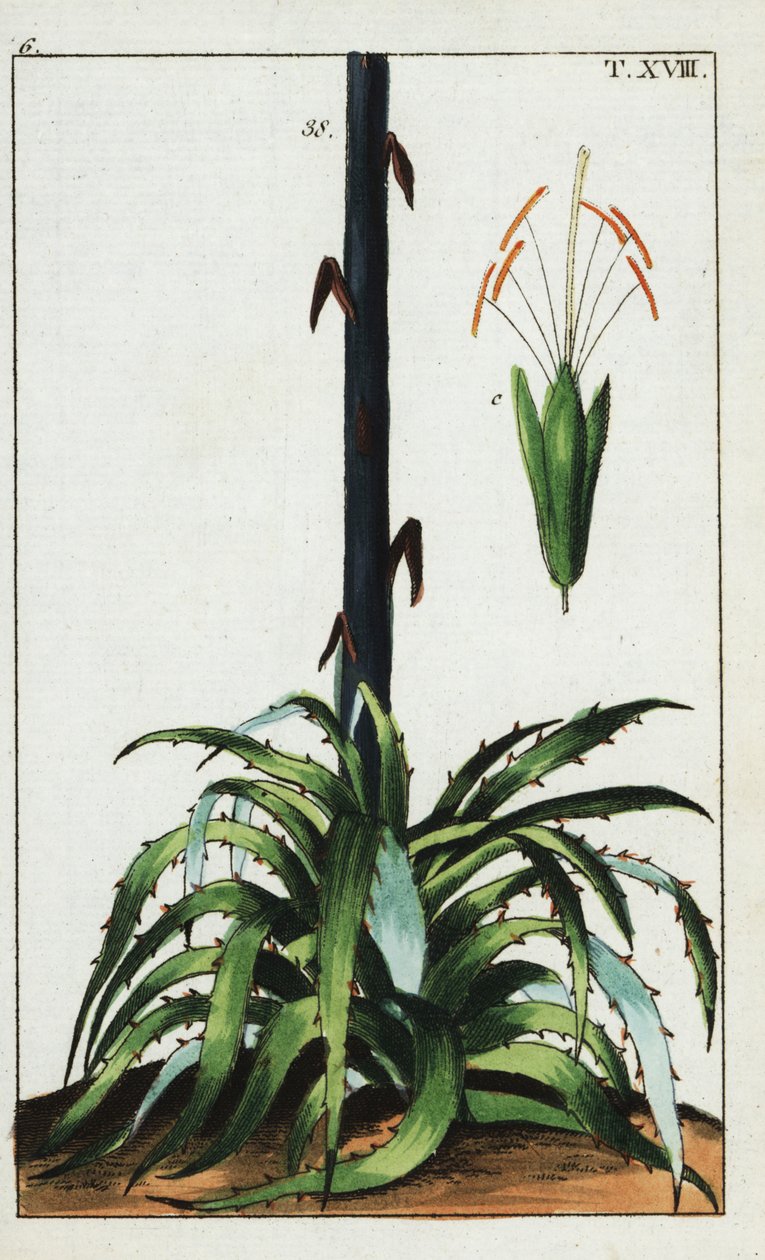 Yüzyıl bitkisi, Agave americana. by Unbekannter Künstler