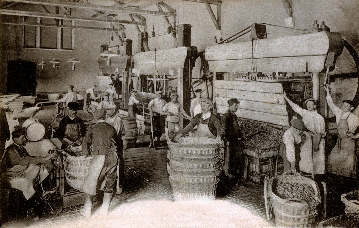 Şampanya: Saint-Helene hasat evinde üzüm sıkma, Moet & Chandon Epernay evi, yirminci yüzyılın başları (s/b fotoğraf) by Benjamin Baud