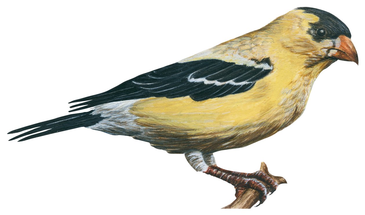 Chardonneret sarı, kanari sauvage - Saka kuşu (Carduelis tristis) by Unbekannter Künstler