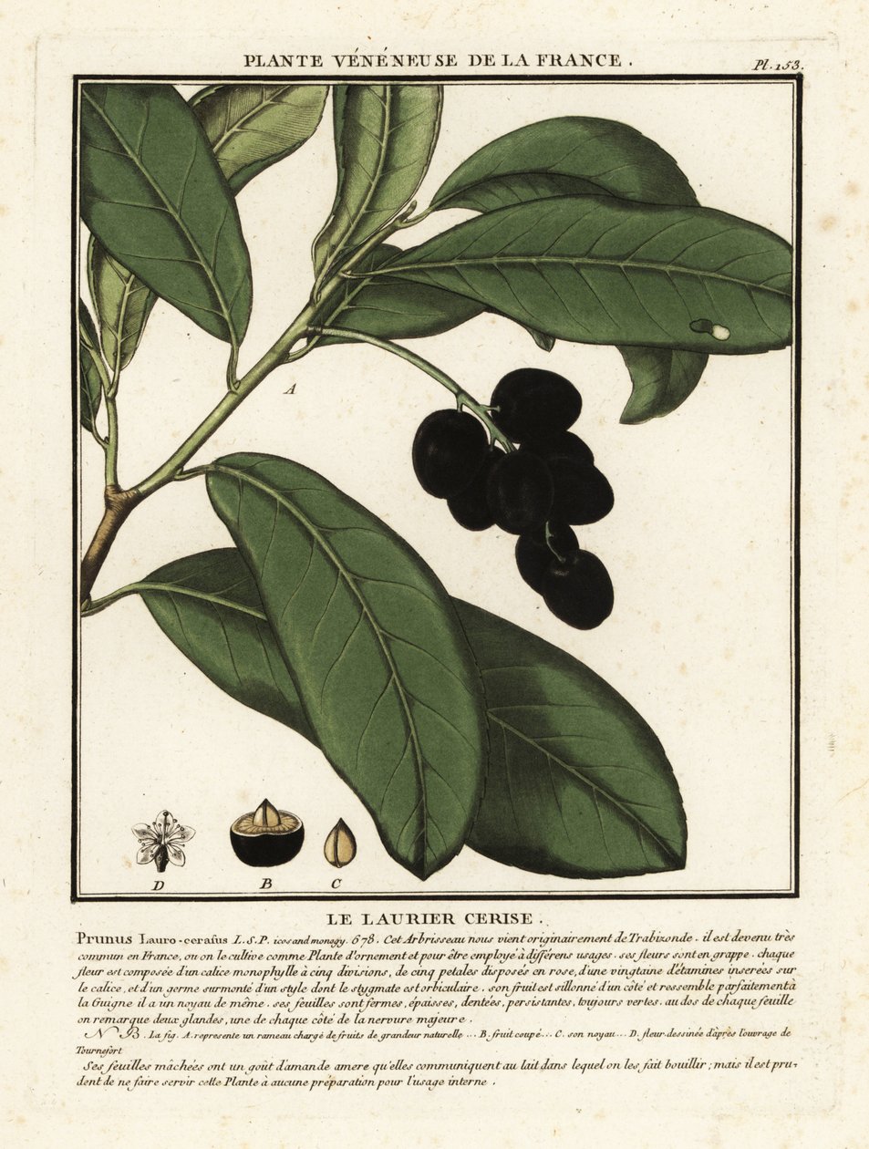Kiraz defnesi, Prunus laurocerasus. by Unbekannter Künstler