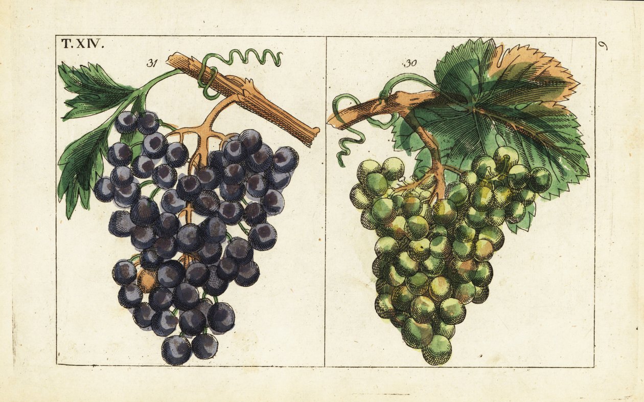 Chiavenna üzümleri, Pinot noir üzümleri, Vitis vinifera. by Unbekannter Künstler