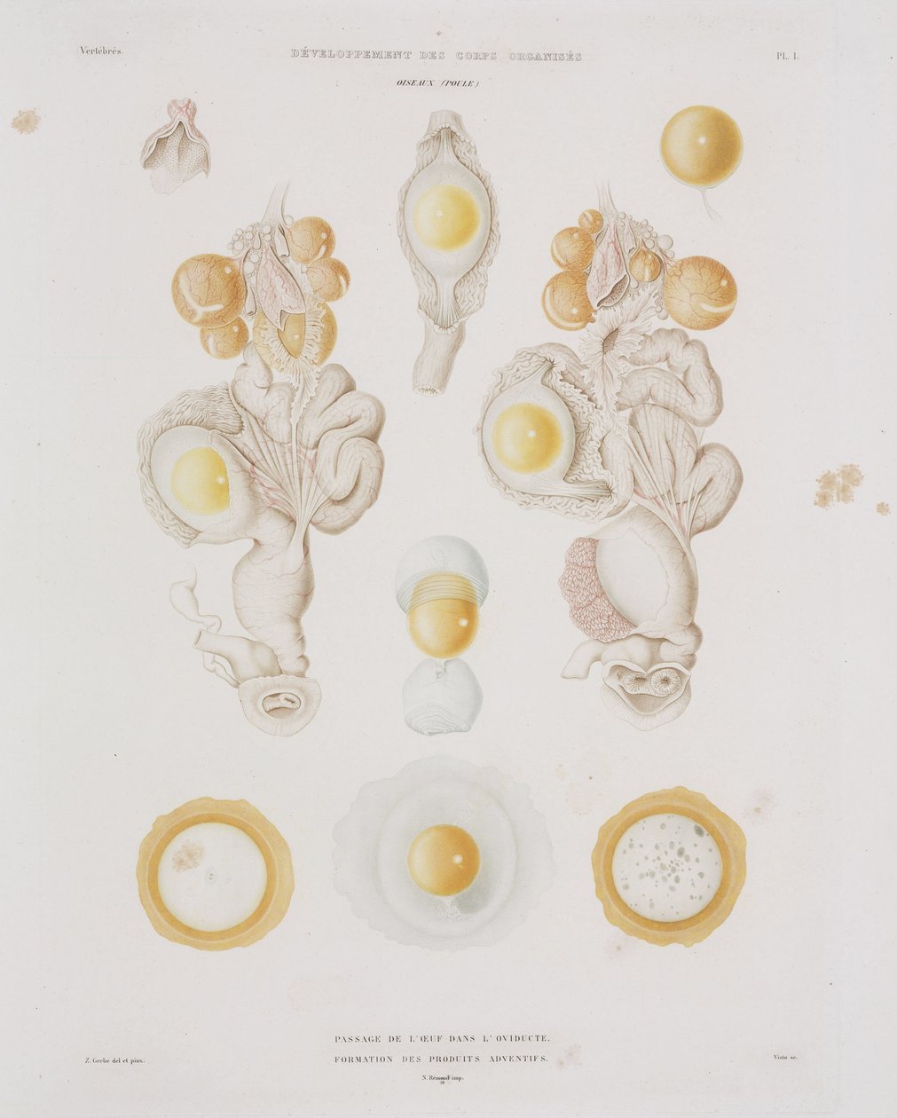 Yumurta kanalındaki tavuk yumurtası, c 1847-1859 by Unbekannt