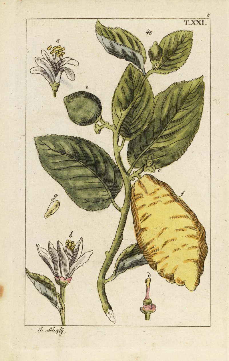 Citron gösteren meyve, yaprak ve çiçekler, Citrus medica. by Unbekannter Künstler