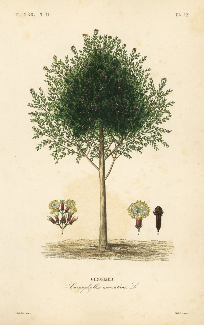 Karanfil ağacı, Syzygium aromaticum, Caryophyllus aromaticus, Giroflier by Unbekannt