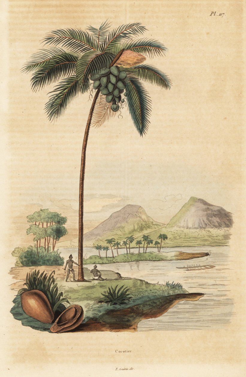Hindistan cevizi ağacı, Cocos nucifera by Unbekannt