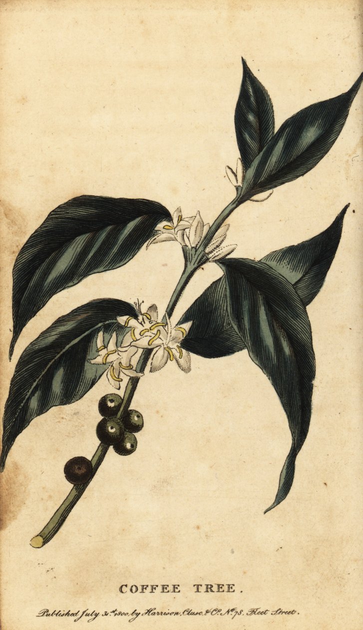 Kahve ağacı, Coffea Arabica. ,1800 (gravür) by Unbekannter Künstler